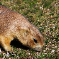 Prairie Dog�